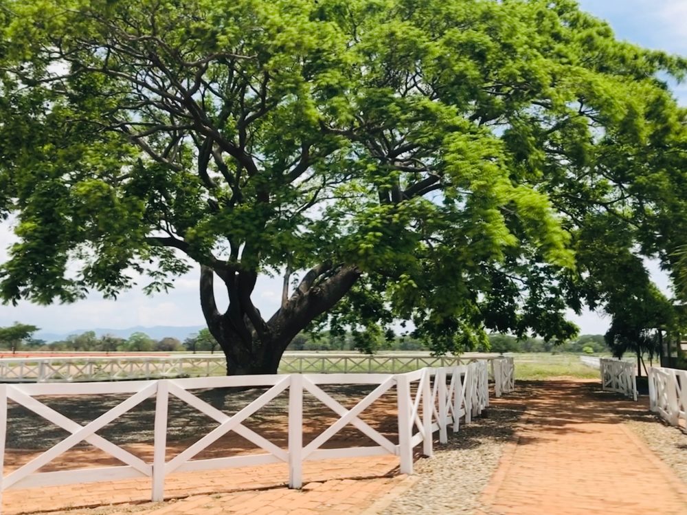 Paseo con árboles y cercas blancas