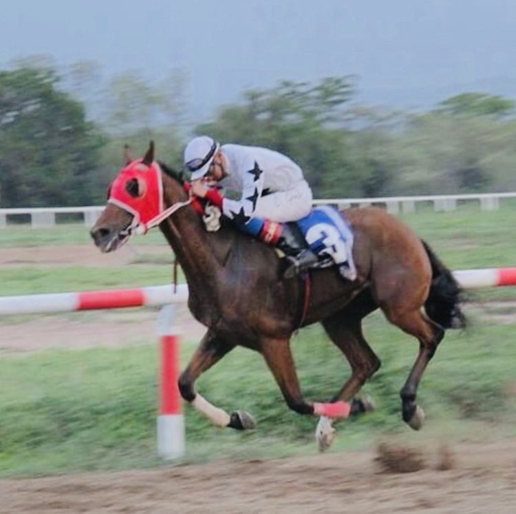 Caballo al galope
